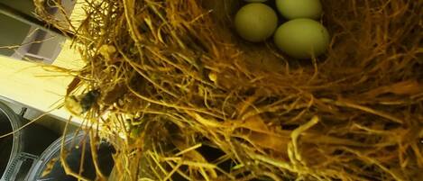 A nest with eggs in a pot.