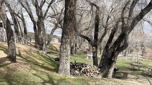 A park with large trees, a grassy area, and a pile of firewood.