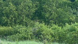 A bear in a grassy field with trees in the background. - Saltery Adventures Remote Loft Cabin (Kodiak)