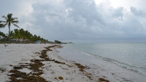 A beach with seaweed on the sand, palm trees, and a cloudy sky. - Two fully independent units in a Duplex, with independent entrances. One Rent! (Key West)