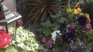 A garden with a variety of flowers and a tall plant with long leaves. - Windsor House Hotel  (Blackpool)