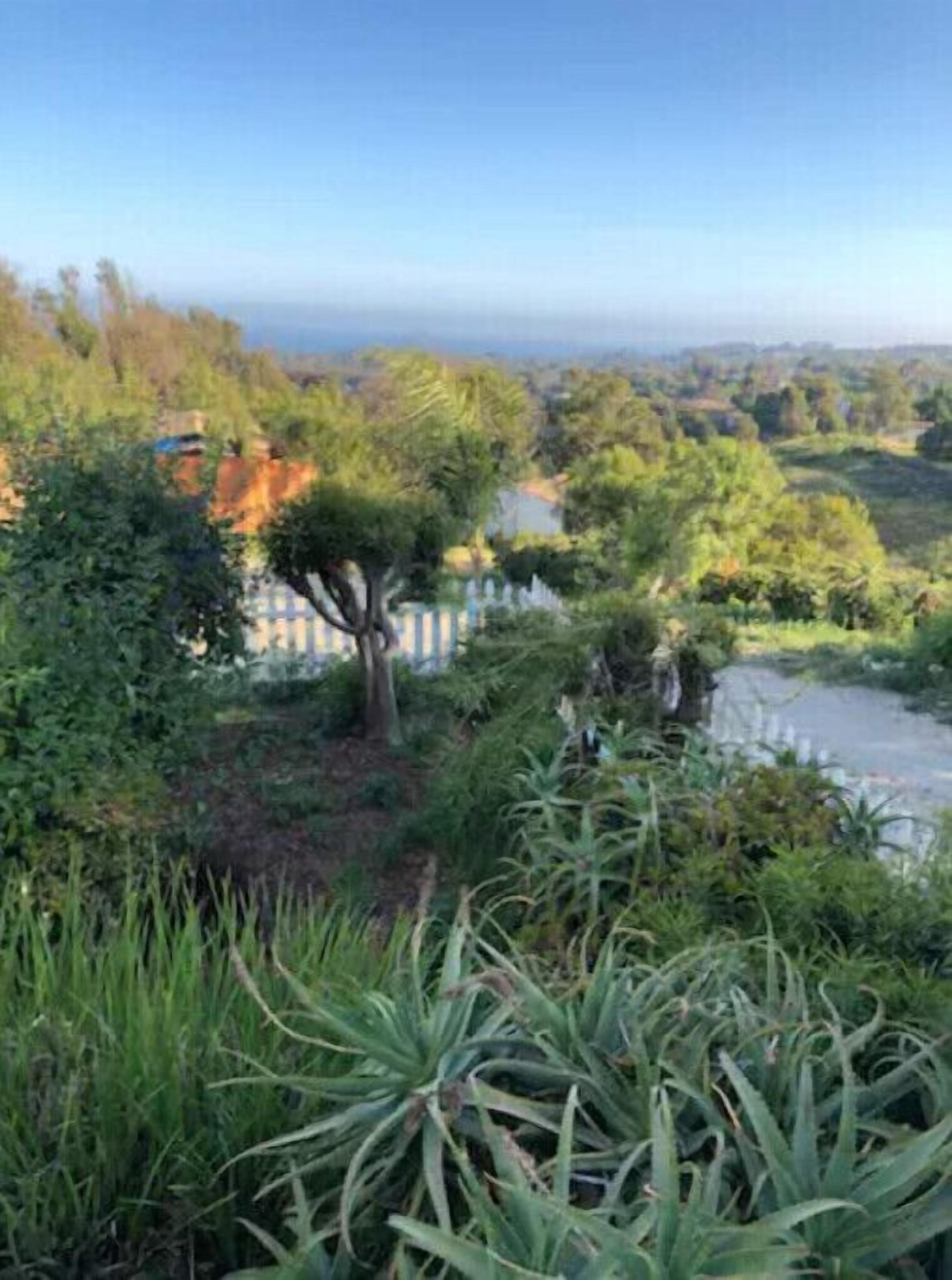 Un exuberante jardín con diversas plantas y árboles, un pequeño estanque y una vista distante de una casa.