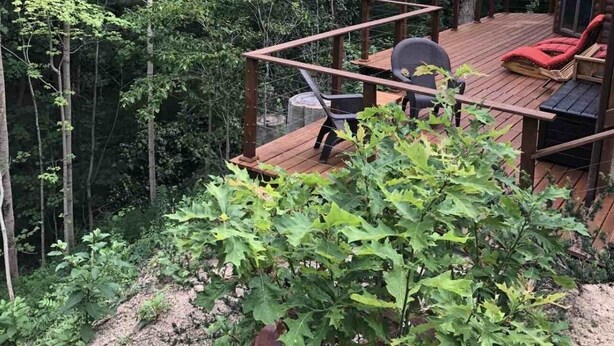 Una terraza de madera con una mesa y sillas, rodeada de un bosque denso.