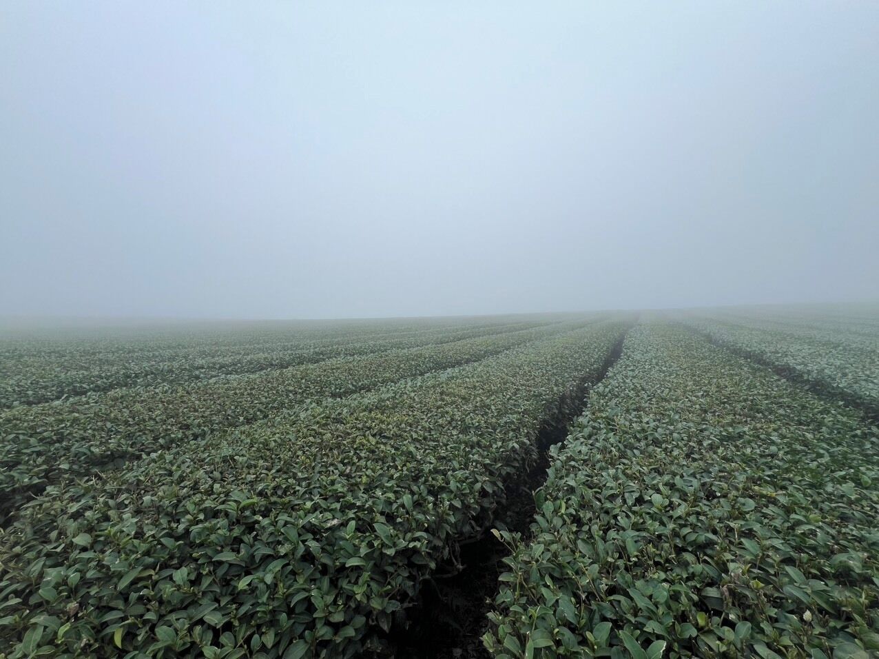 Un vaste champ cultivé, avec des rangées de plantes qui s’étendent à perte de vue.