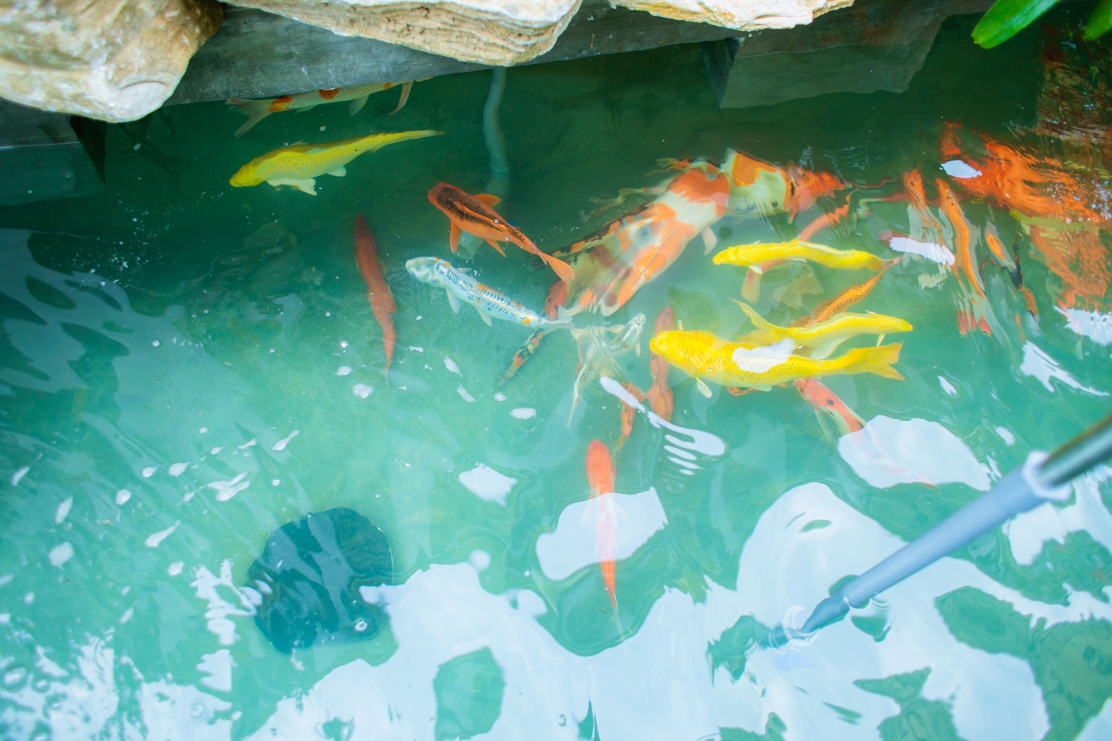 A koi pond with various fish species, clear water, and a stone structure above.