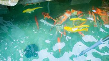 A koi pond with various fish species, clear water, and a stone structure above.