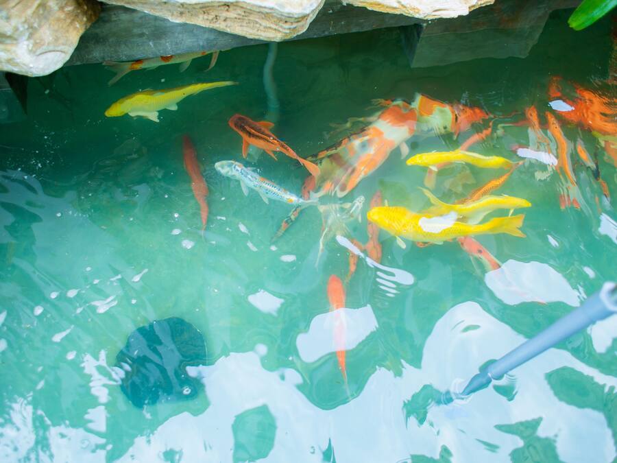 A koi pond with various fish species, clear water, and a stone structure above.