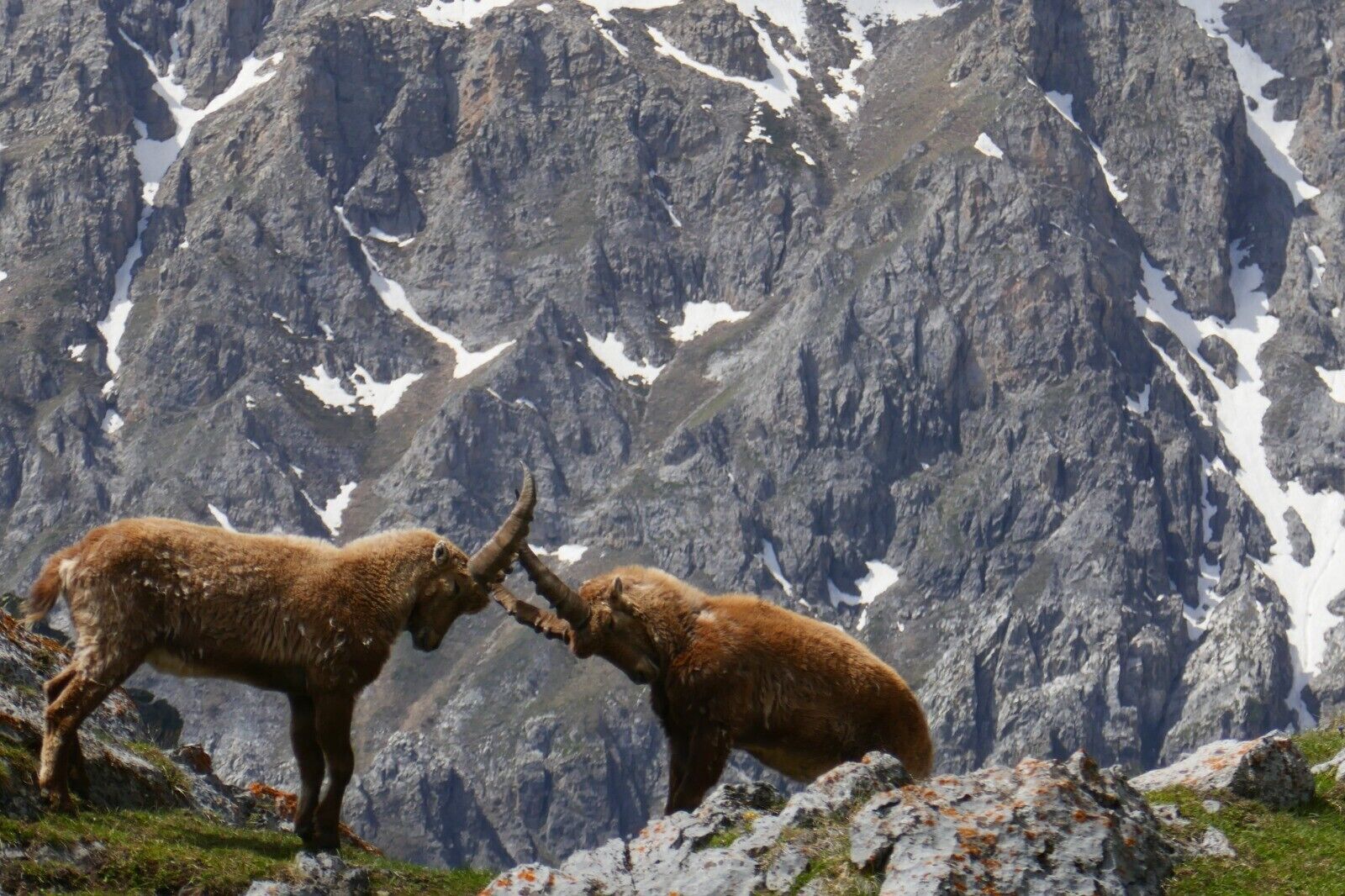 Deux bouquetins sur un terrain rocheux, parsemé de plaques de neige, avec une chaîne de montagnes en arrière-plan.