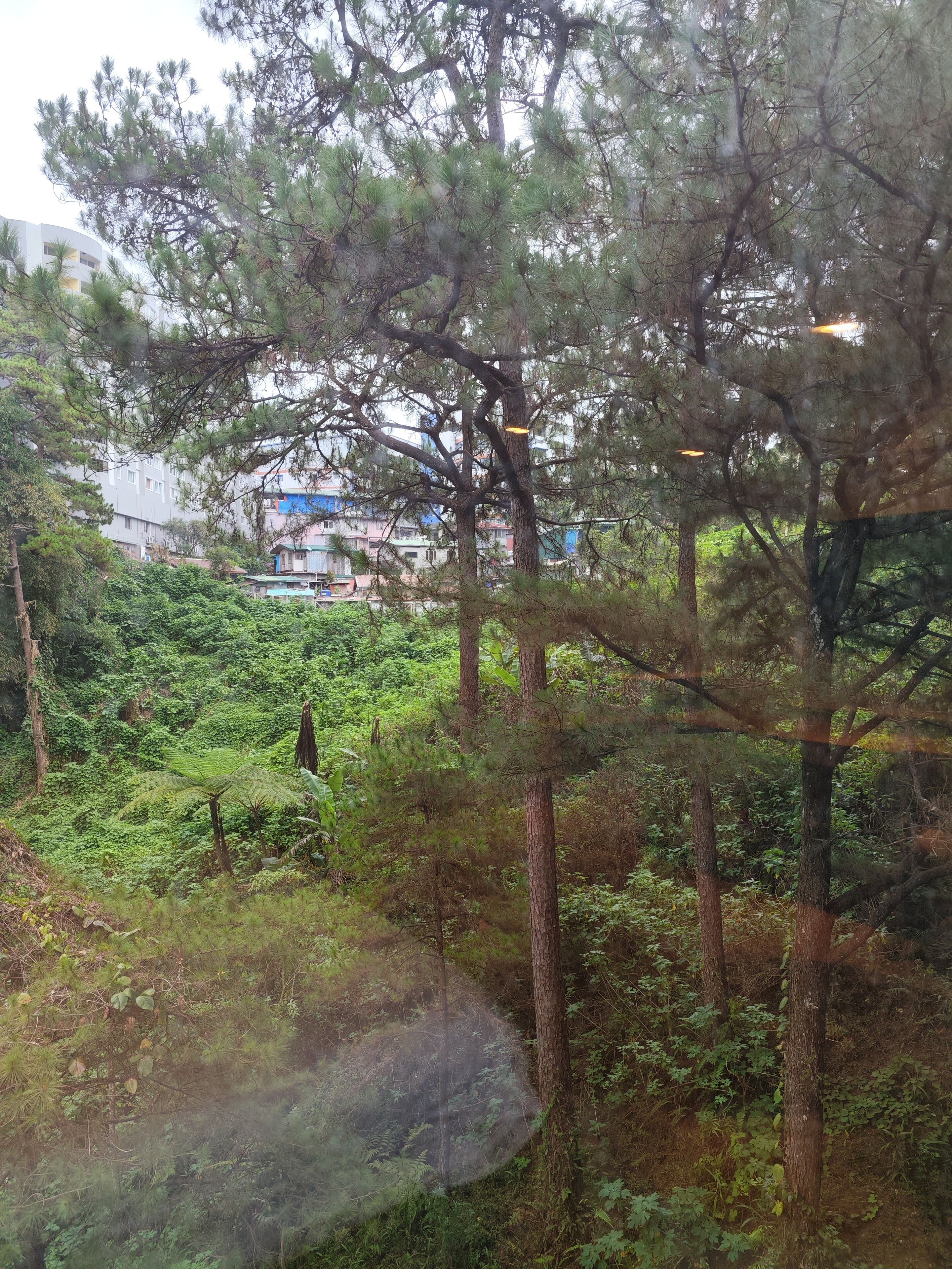 Un bosque denso con árboles altos y un edificio al fondo.