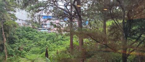 Un bosque denso con árboles altos y un edificio al fondo.