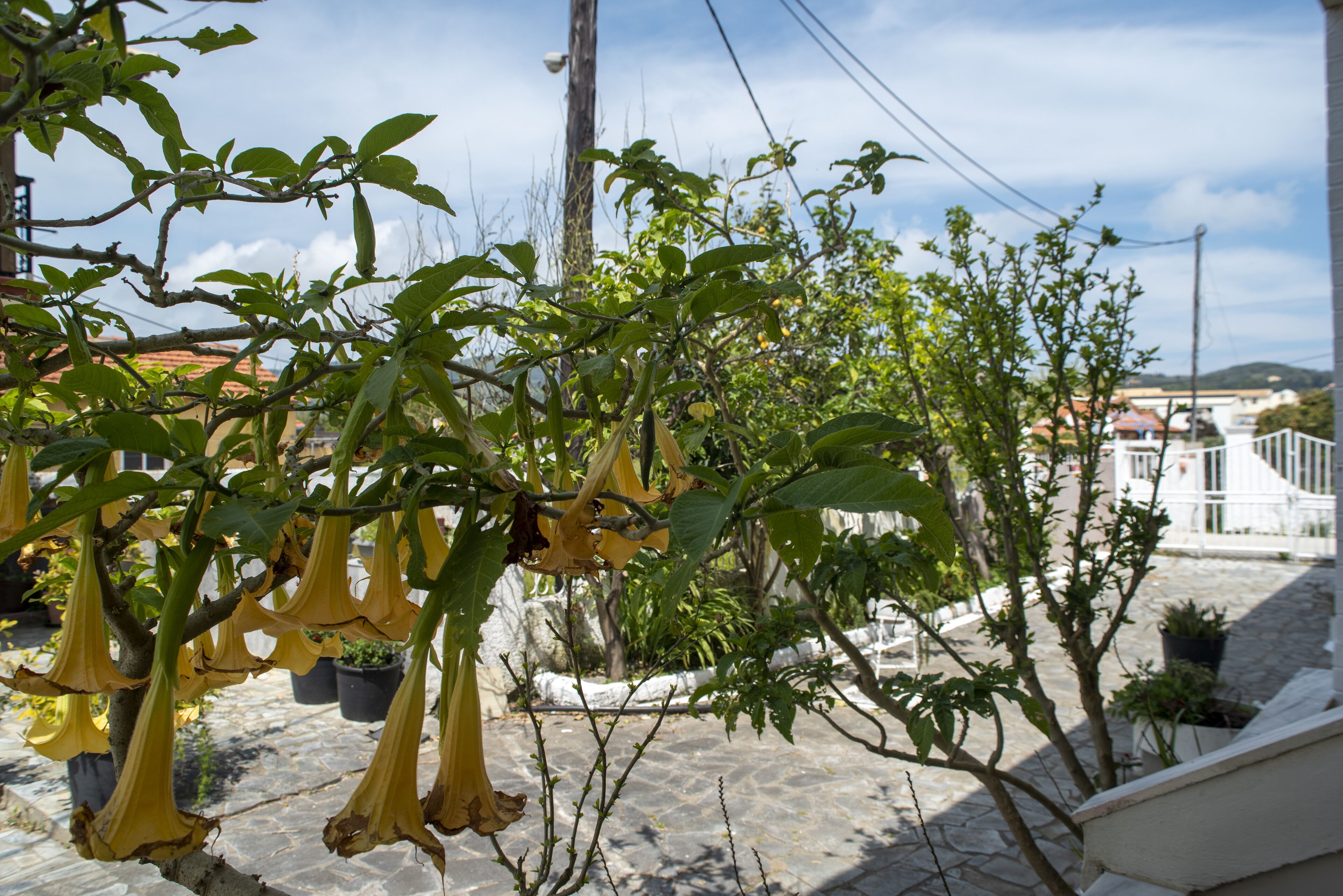 Foto - Eleni Apartments Sant George Beach
