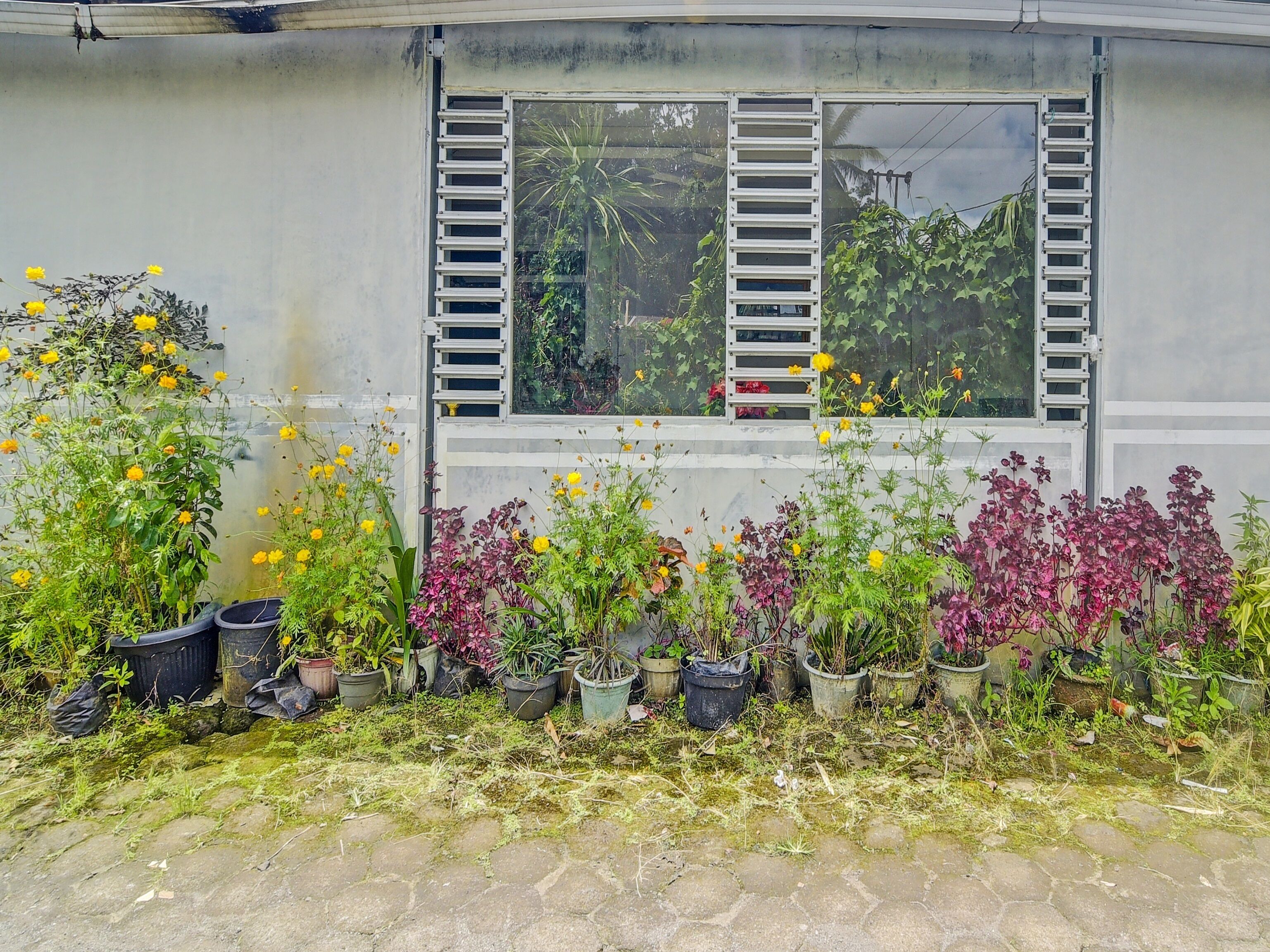 Un bâtiment avec une fenêtre et des plantes en pot devant.