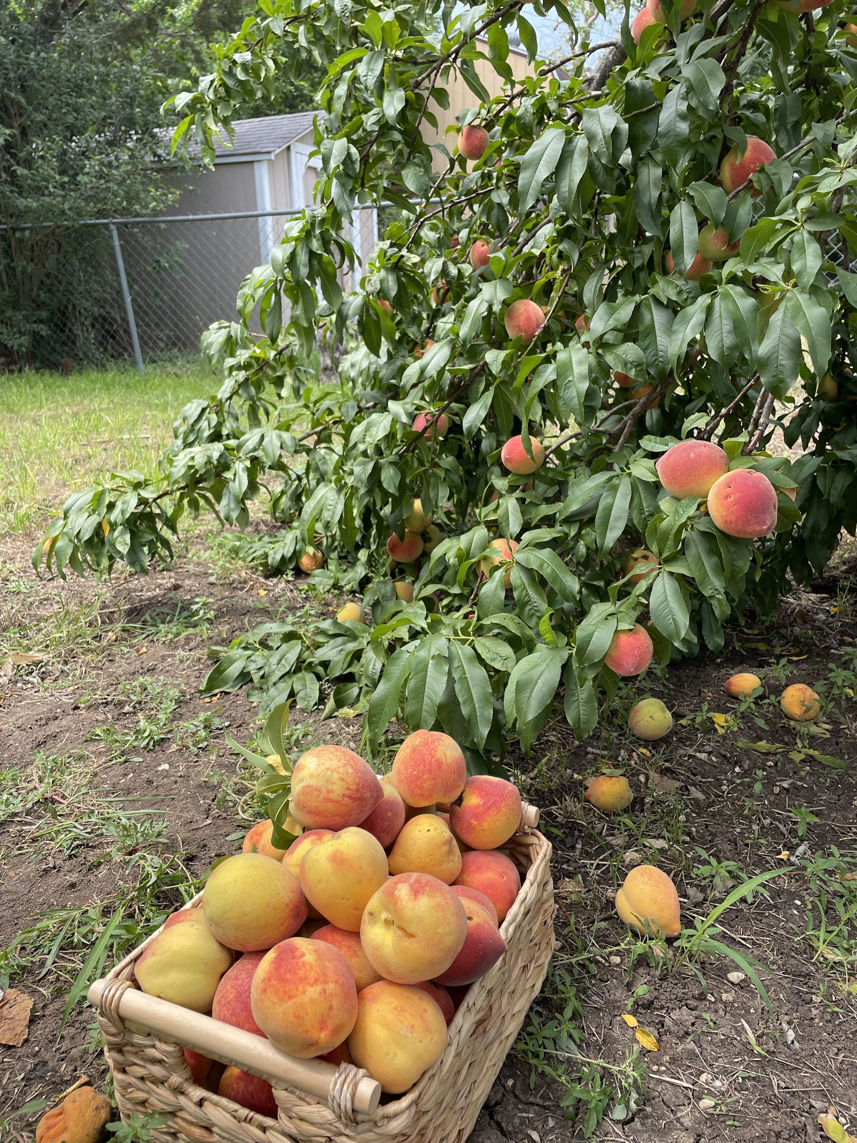 A basket of peaches on the ground next to a peach tree.