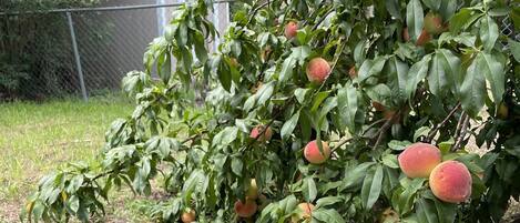 A basket of peaches on the ground next to a peach tree.