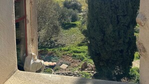 A view from a balcony with a vineyard in the background, a tall tree to the right, and a building with a red door on the left.