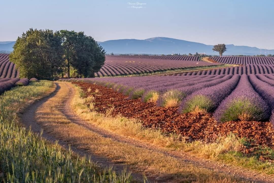 Ein Lavendelfeld mit einem Feldweg und Bäumen.