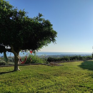 Ein grasbewachsenes Feld mit einem Baum und einer Hängematte.
