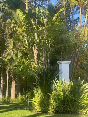 A lush garden with various tropical plants and a white column structure.