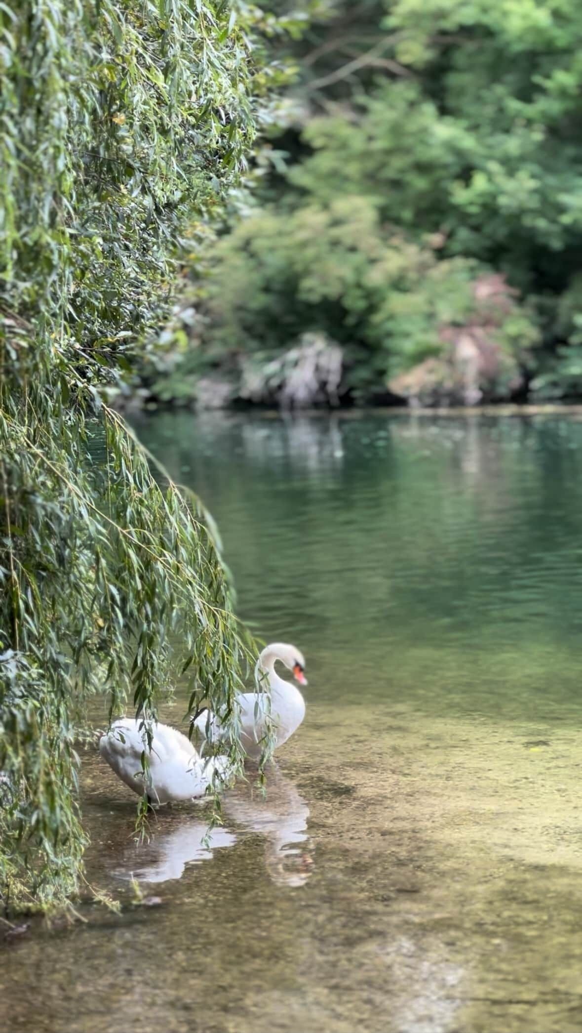 Dos cisnes descansando cerca de un cuerpo de agua con sauces.