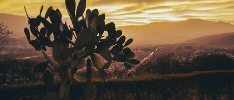 Una planta de cactus en un jardín, con un paisaje urbano lejano y montañas al fondo.