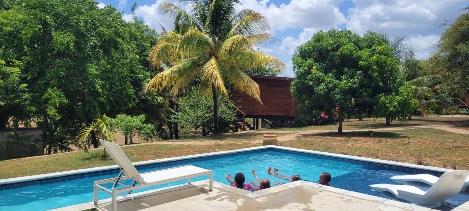 A swimming pool with lounge chairs, surrounded by lush greenery and palm trees.