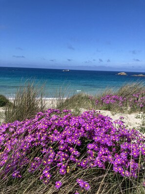 A beach with purple flowers in the foreground and a clear blue sea in the background.