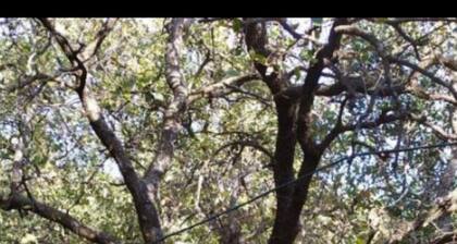 Yurt Located in a Little oak Grove