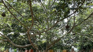 Un área de comedor al aire libre con mesas y sillas de madera, rodeada de árboles y una terraza de madera.