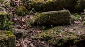 A forested area with moss-covered rocks and trees in the background. - Former presbytery just renovated, 3 stars (Bénarville)