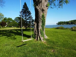 Columpios cerca de un gran árbol junto a un lago.
