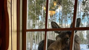 A window with a grid pattern, through which a moose is visible standing in a snowy outdoor area with trees. - The Wyoming Lodge and Game Room (Dubois)