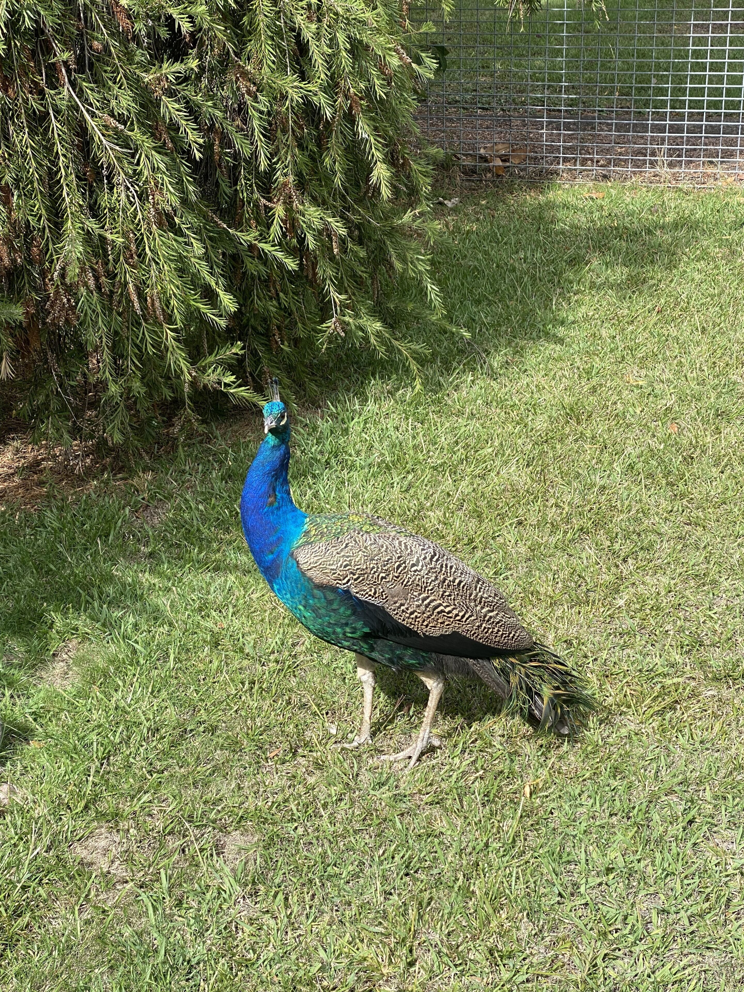 A peacock standing on grass near a fence.