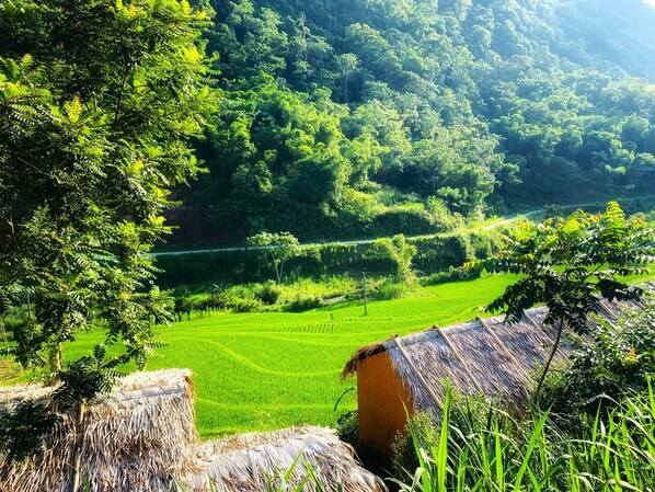 Un exuberante campo de arroz en terrazas verdes con una estructura de techo de paja en primer plano.