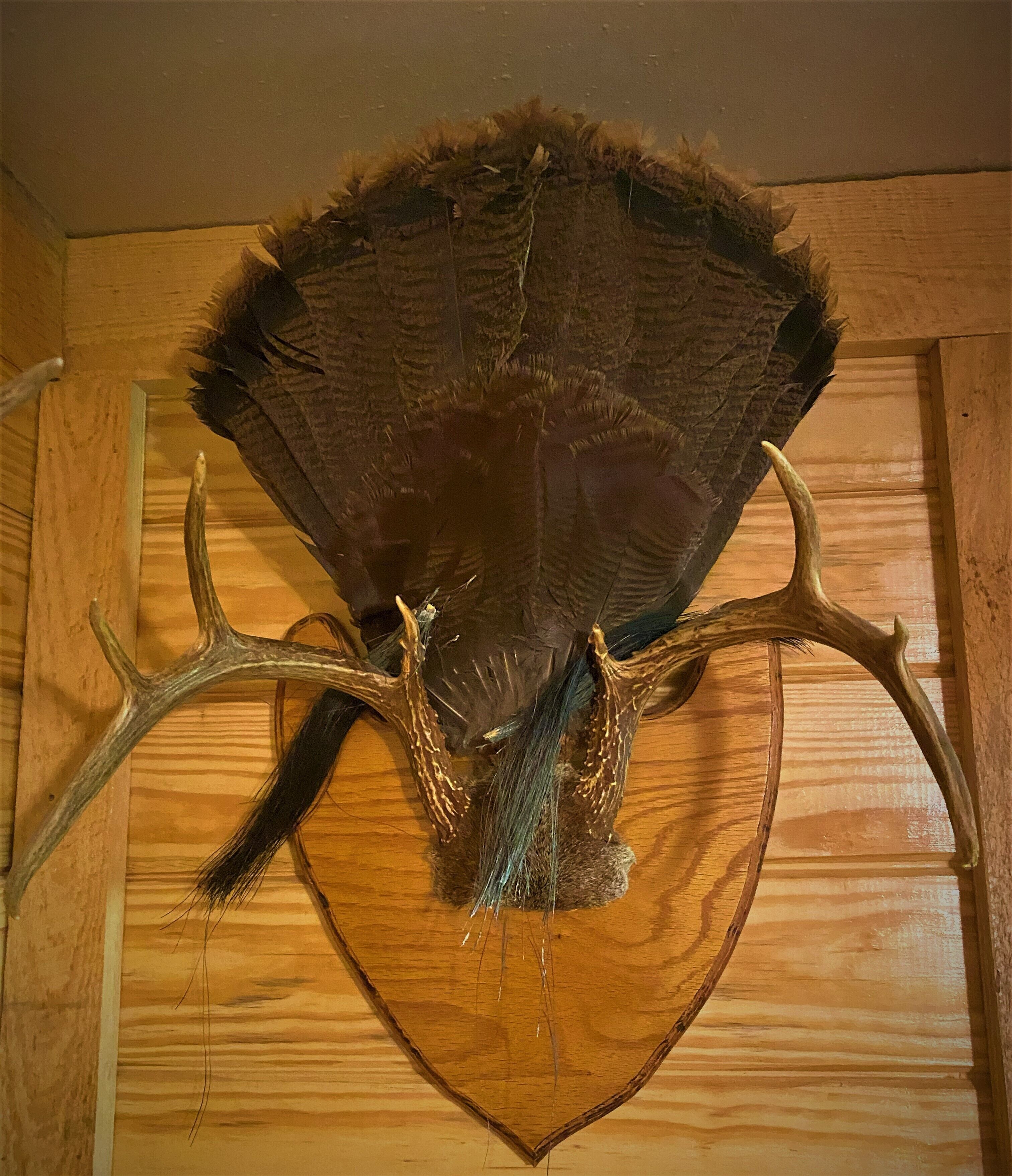 A mounted animal head with antlers on a wooden wall.