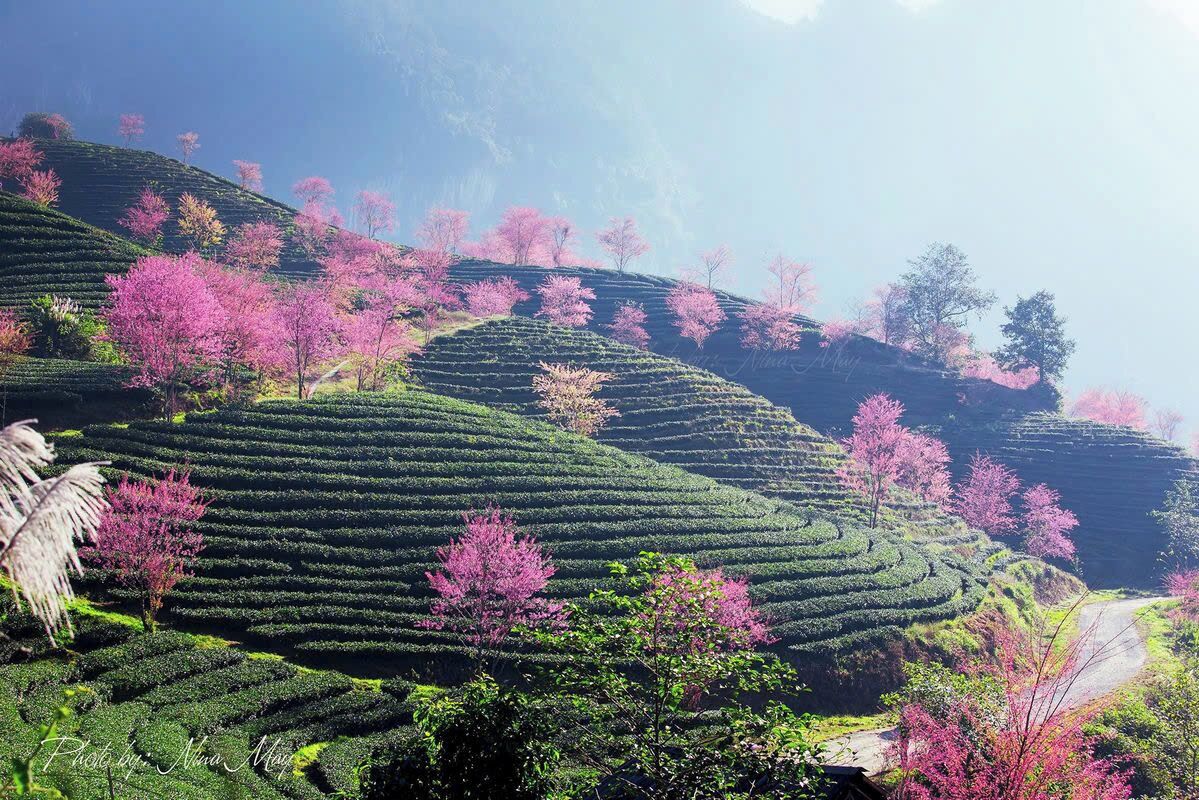 Terraced tea plantations with rows of tea bushes and pink flowering trees.