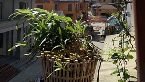 A balcony with a hanging plant basket, buildings in the background, and a clear sky.