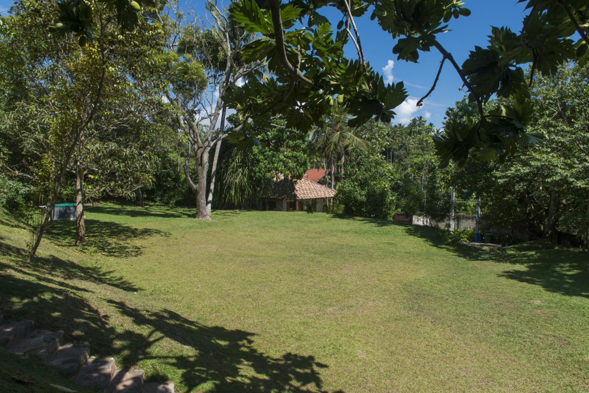 A grassy outdoor area with trees and a building in the background.