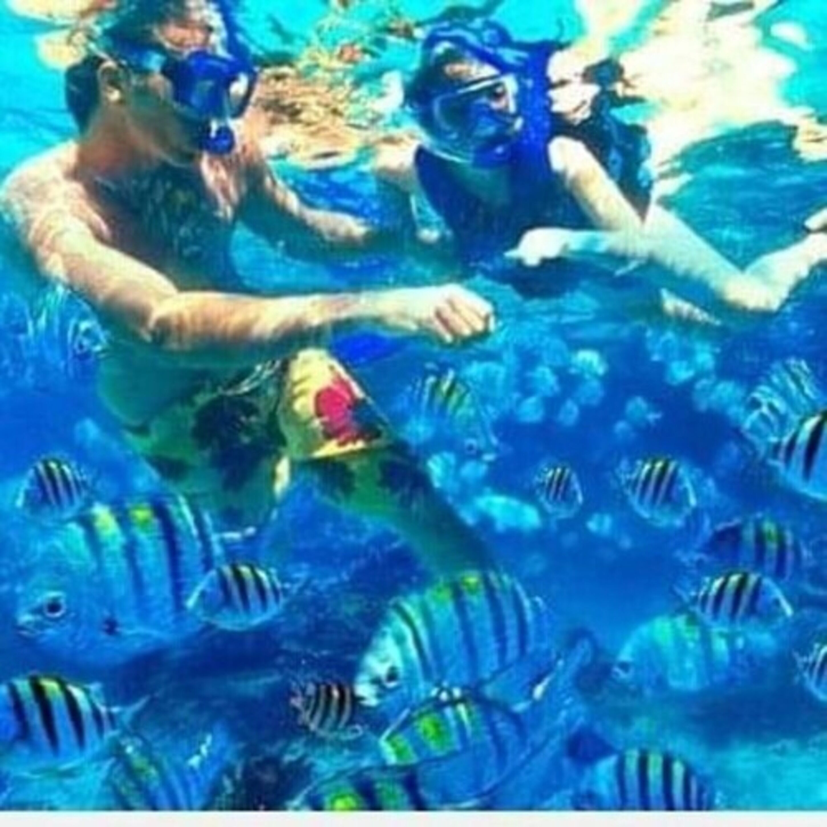 A person snorkeling with a group of striped fish.