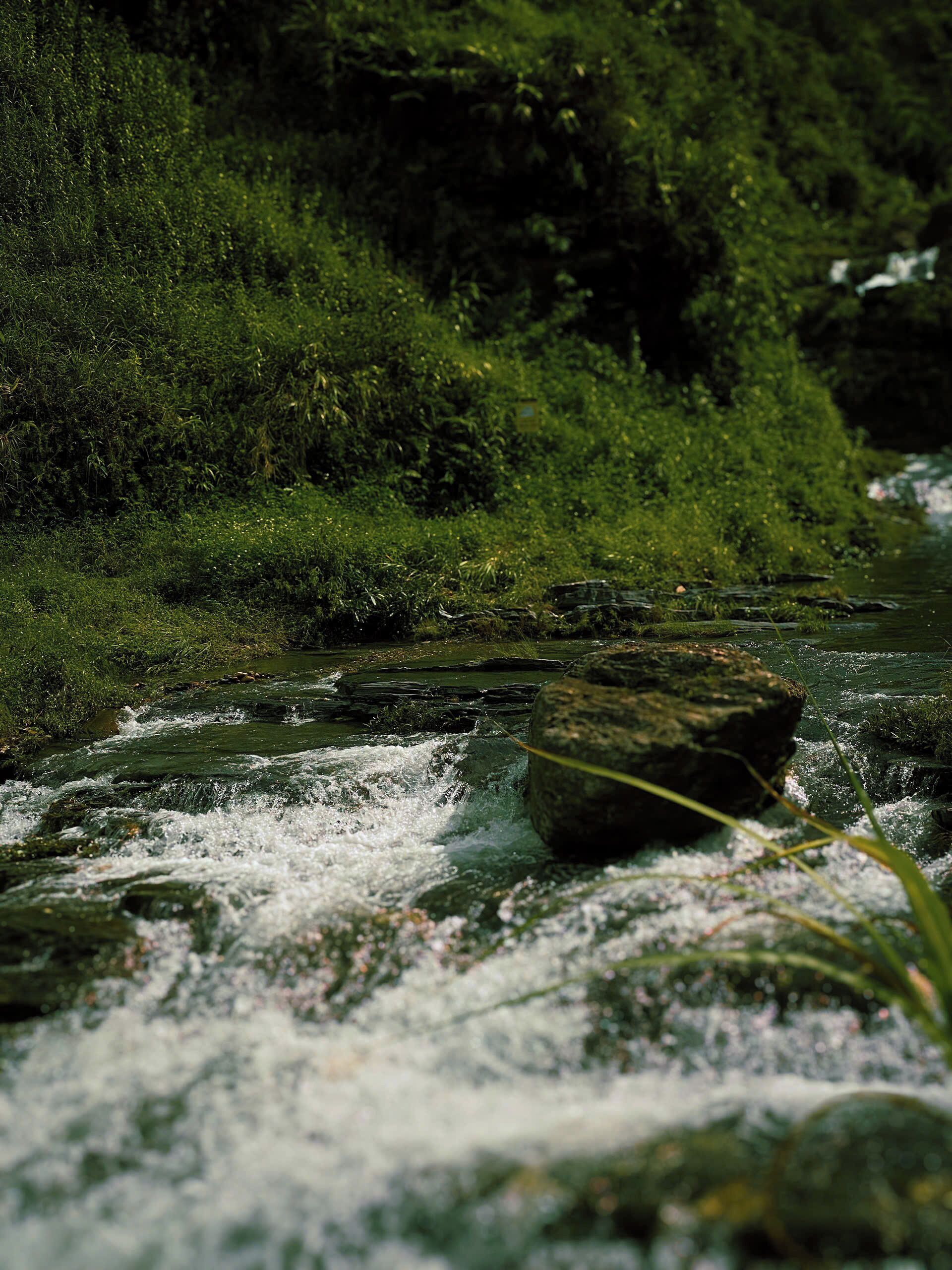 Un río con agua corriente, rodeado de follaje y rocas.