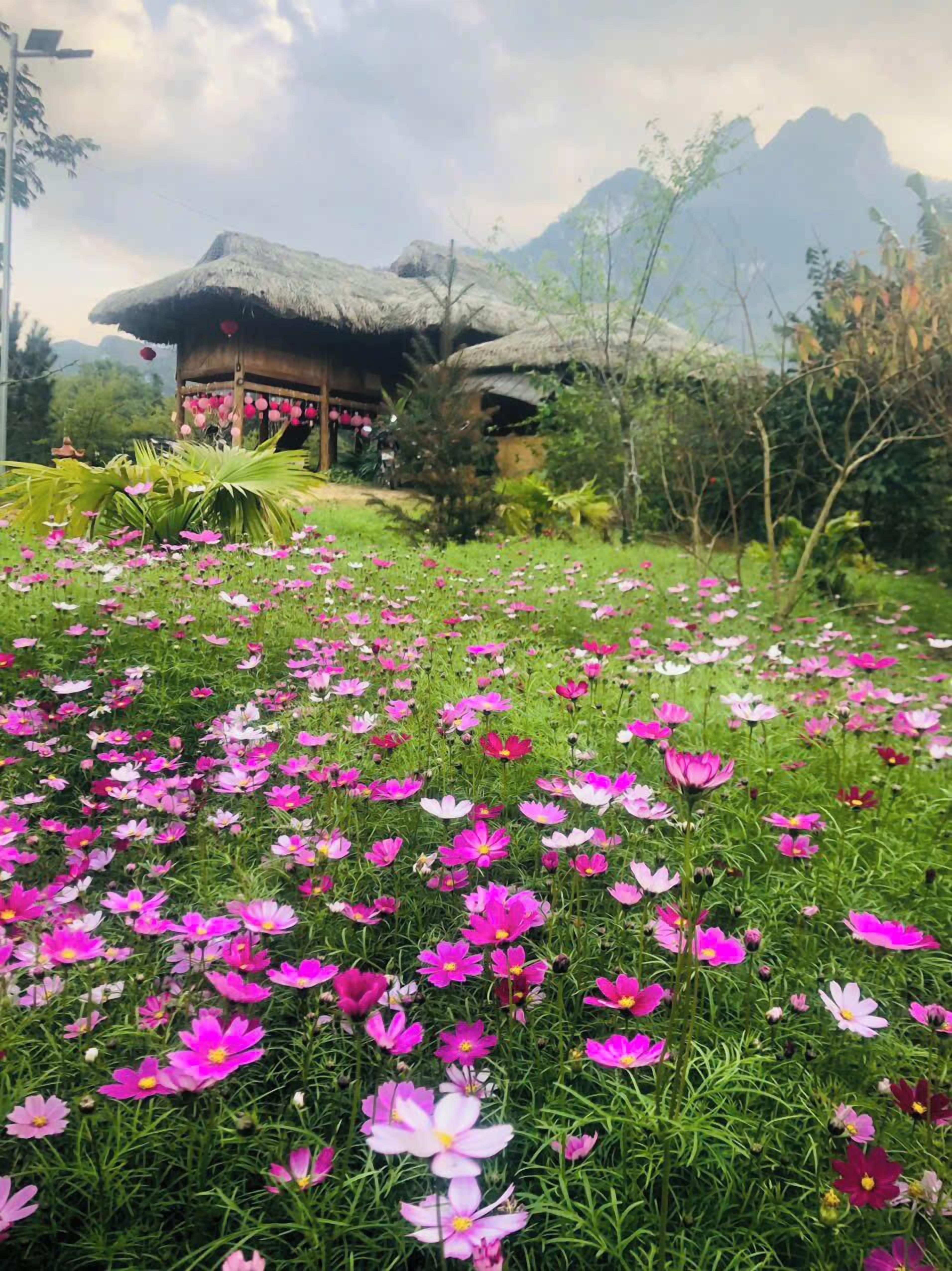 A traditional thatched-roof building surrounded by a field of pink and white flowers.