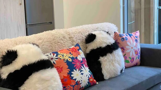 A grey sofa with black and white patterned cushions and a floral pillow.