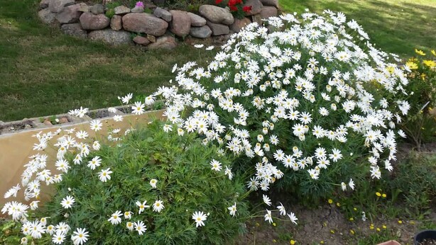 A garden with a large tree, a rock border, and a cluster of white flowers.