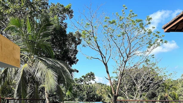 Une piscine rectangulaire à l’eau claire, entourée d’une végétation luxuriante et d’arbres.