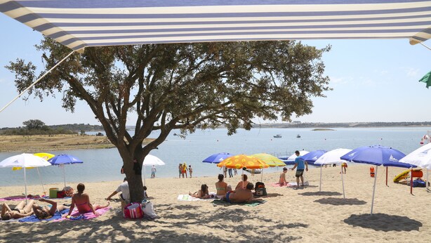 Une plage où des gens se prélassent au soleil sous des parasols à rayures, un grand arbre et, au loin, une étendue d’eau calme.