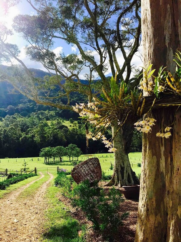 Property grounds - Crystal Waters & Glow Worms: EV Ready Farmhouse! (Natural Bridge)