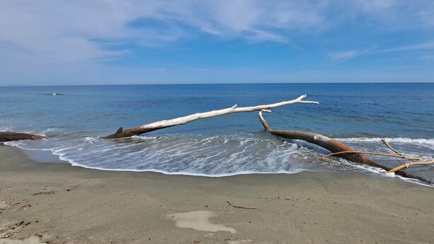 Une plage avec des morceaux de bois flotté et des vagues.