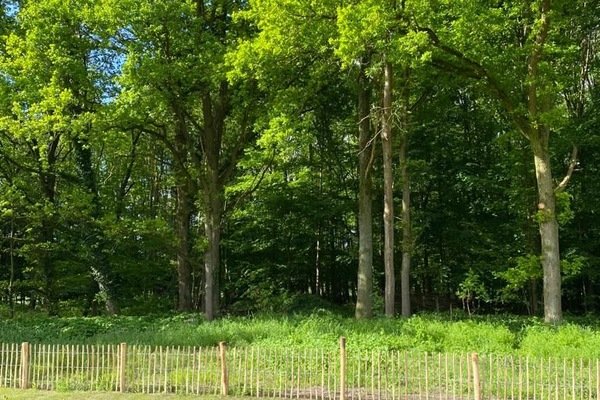 Blick von der Terrasse in den Wald / Grundstück ist vollständig eingezäunt