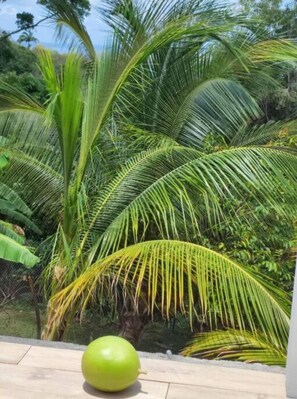 Surrounded by lush greenery, this serene outdoor space features a majestic palm tree and a tranquil atmosphere.