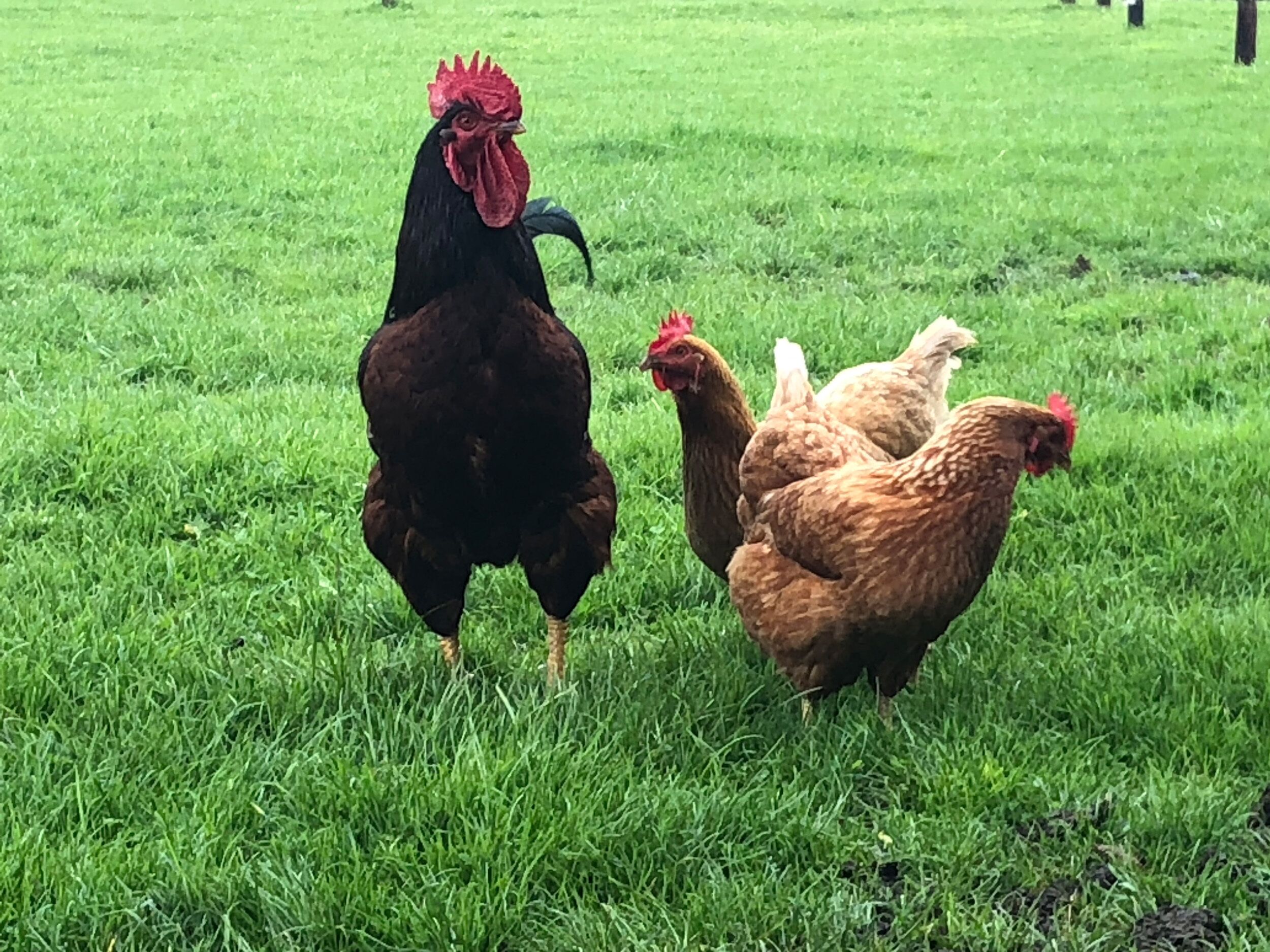 A grassy field with a black rooster and two brown chickens.