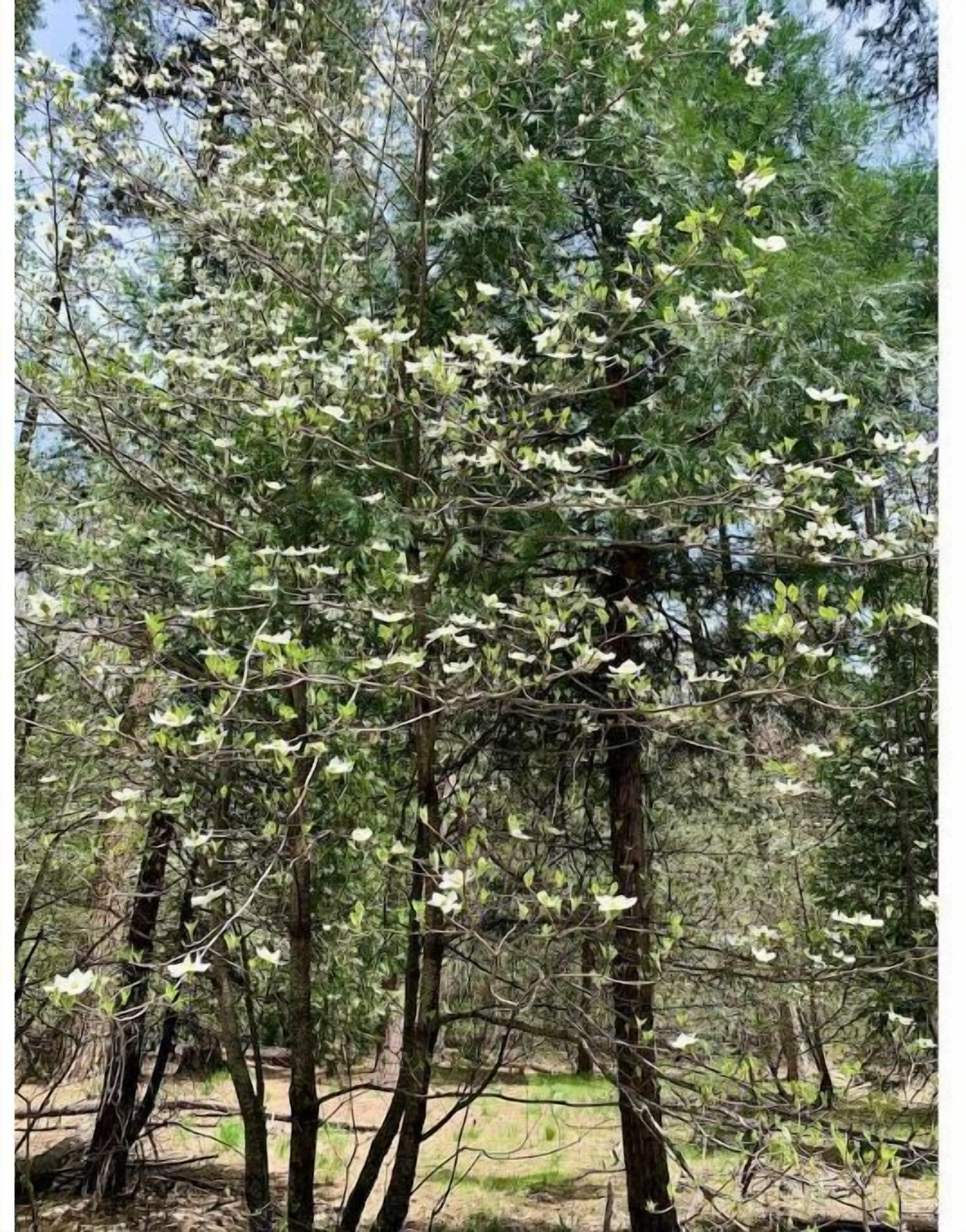 A dense forest with tall trees and a ground covered in dry leaves.